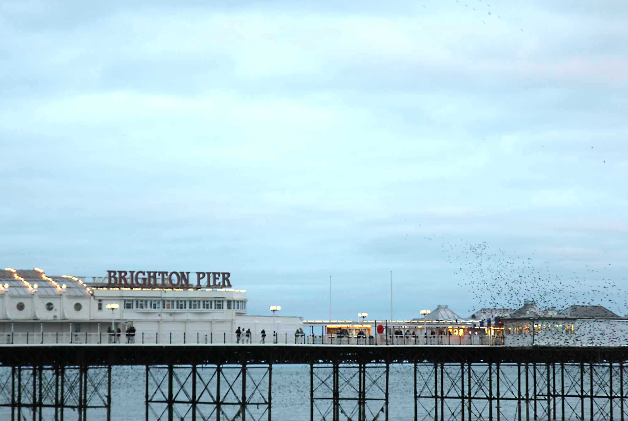 Swifts under Brighton Pier
