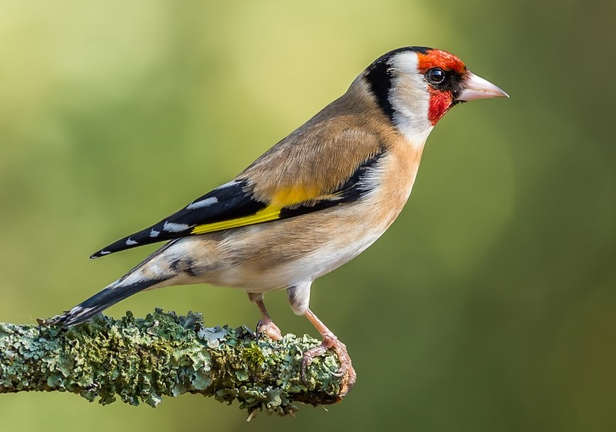 Goldfinch at Millers Wood
