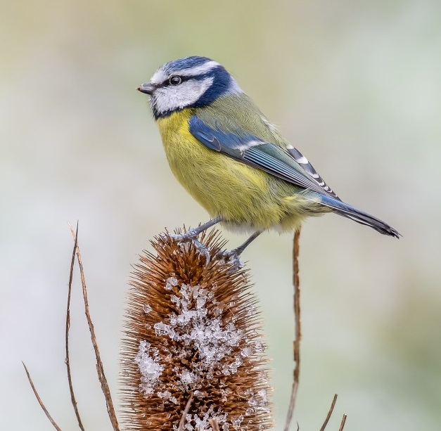 Woodland Birds Wildlife Photography Workshop: Taster Session