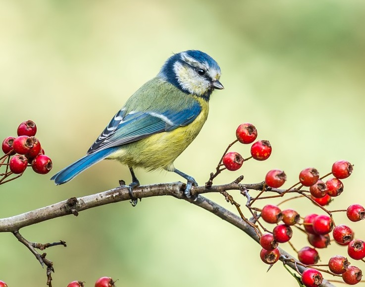 Blue Tit at Millers Wood